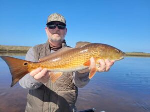 golden-fish