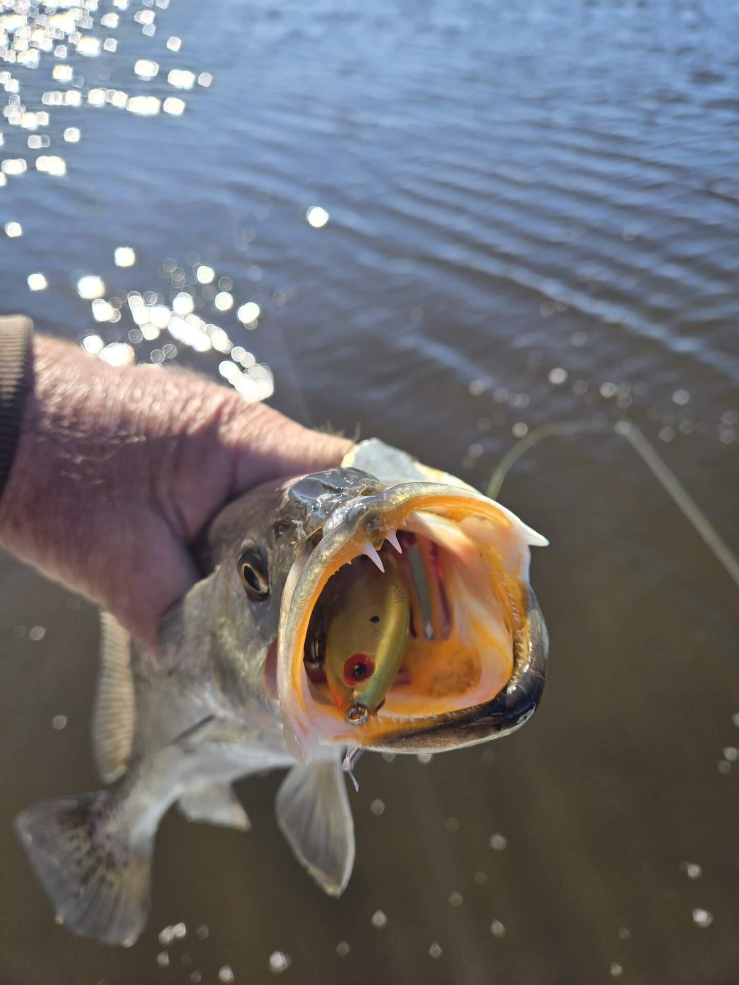 A picture of Airboat Fishing