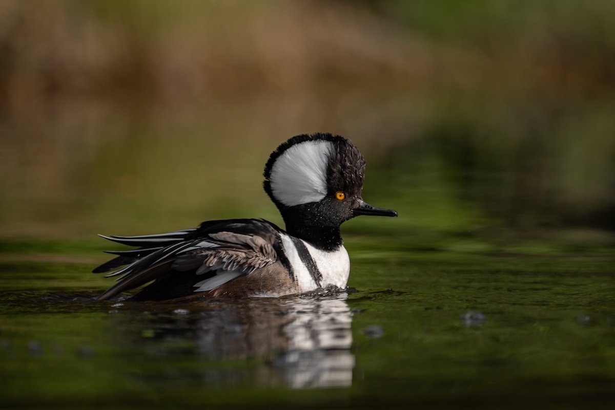 A picture of What to Look For in a Florida Duck Hunting Lodge