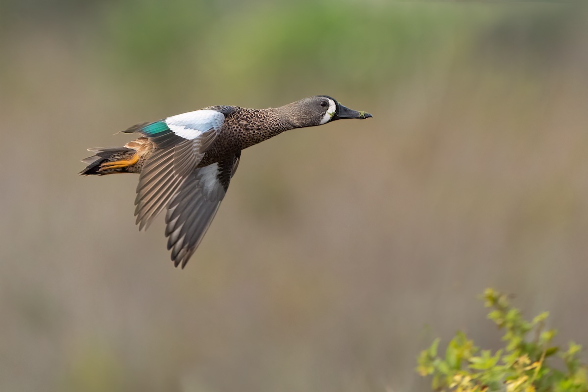 A picture of What to Look For in a Florida Duck Hunting Lodge