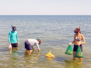 Florida Scalloping A picture of Florida Scalloping