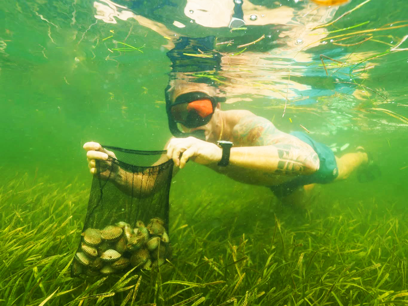 A picture of Scalloping Steinhatchee | Big Bend Guided Scallop Trips