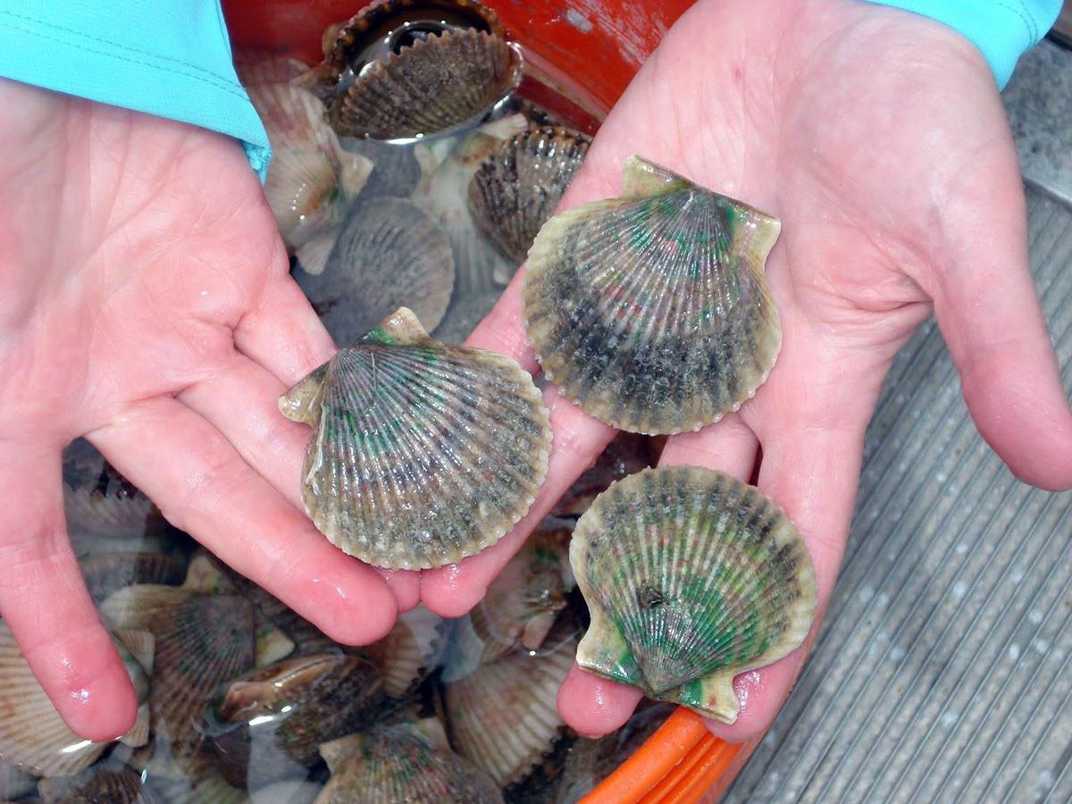 A picture of Scalloping Steinhatchee | Big Bend Guided Scallop Trips