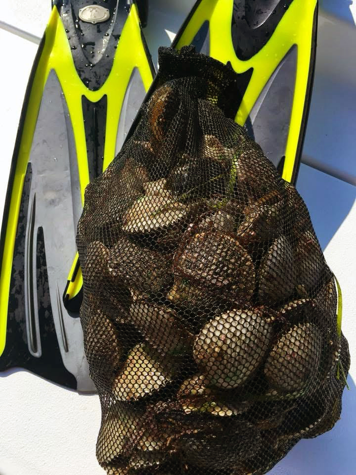 A picture of Scalloping Steinhatchee | Big Bend Guided Scallop Trips