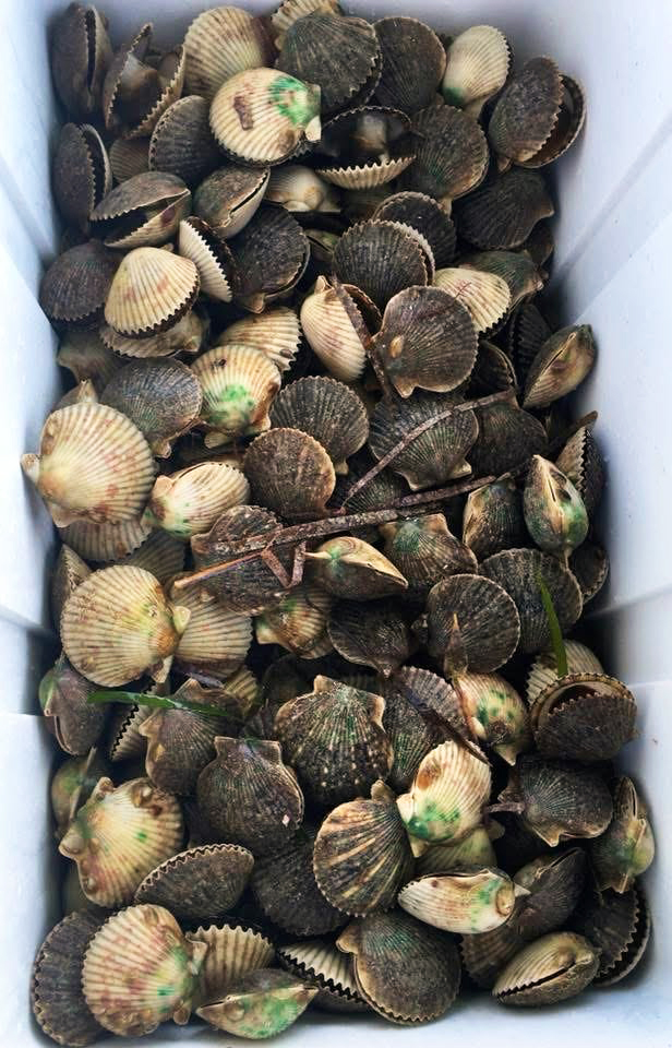 A picture of How to Go Scalloping on Florida's Big Bend Coast in 2025