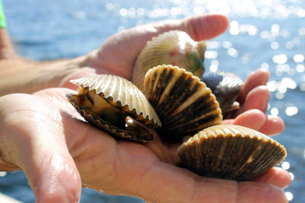 A picture of Scalloping Steinhatchee | Big Bend Guided Scallop Trips