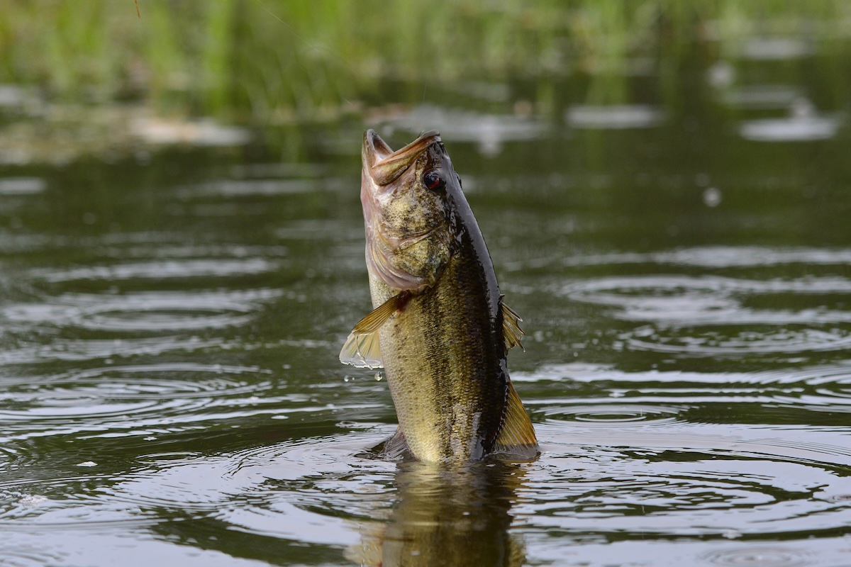A picture of Florida's Big Bend: Trophy Bass Fishing & Inshore Action