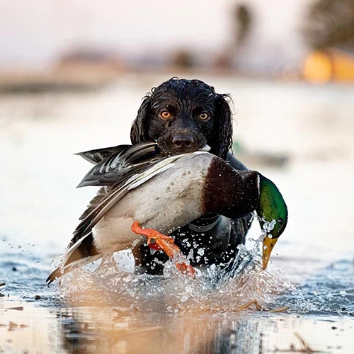 A picture of Duck Hunting on Florida’s Forgotten Coast