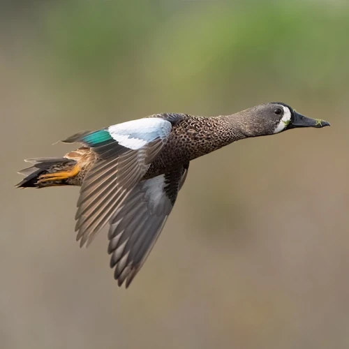 econfina-sporting-club-seasonal-hunting-and-fishing-members