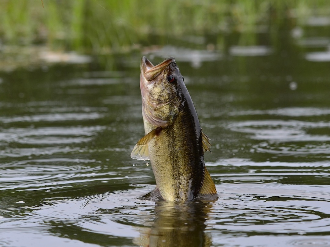 A picture of Fishing