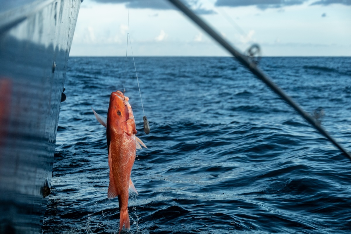 Big Bend Offshore Fishing Charters - Steinhatchee FL A picture of Big Bend Offshore Fishing Charters - Steinhatchee FL