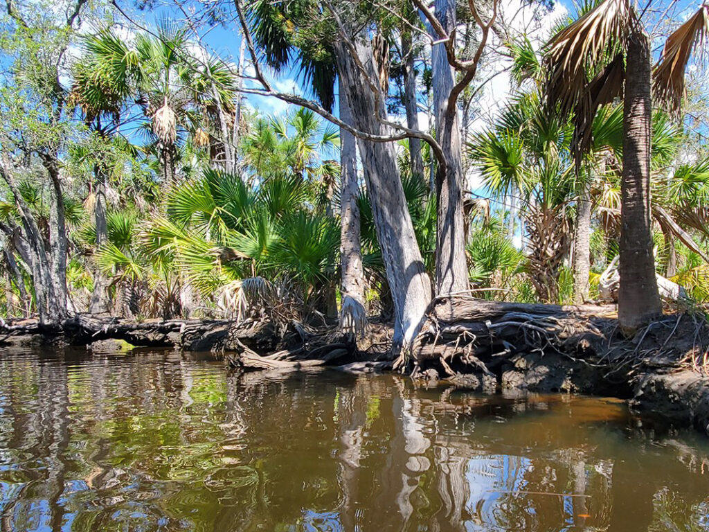 A picture of Eco-Airboat Tours at Econfina Sporting Club