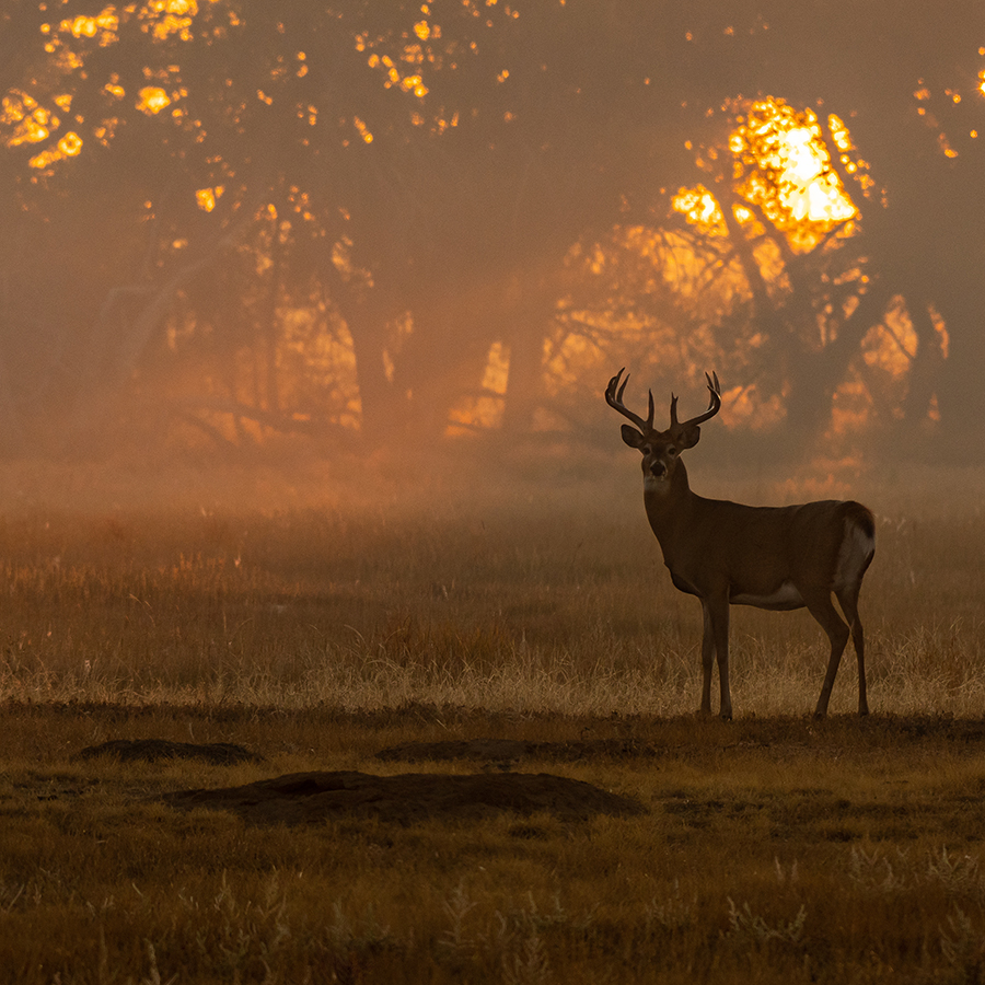 A picture of Hunting