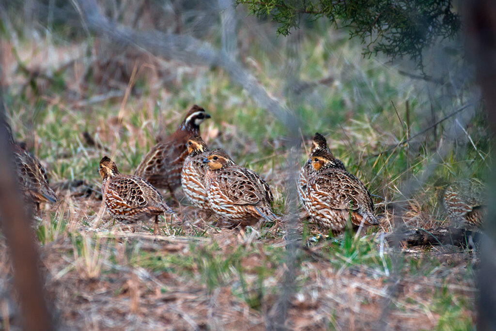 A picture of Quail Hunting at Econfina Sporting Club
