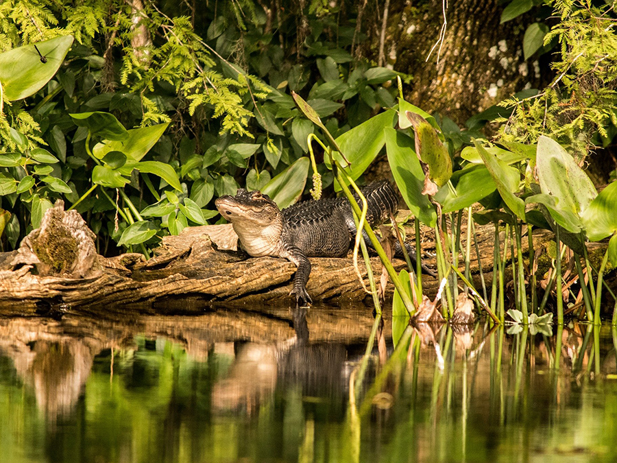 A picture of Eco-Airboat Tours at Econfina Sporting Club